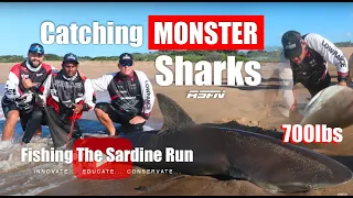 The Privilege of catching GIANT SHARKS | ASFN Rock & Surf