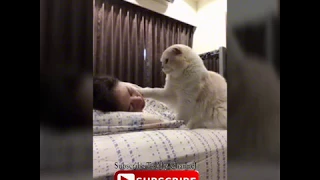 Best Funny cats waking up Owner compilation