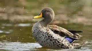 Cabela's African Safari Part 4: Yellow billed duck hunt