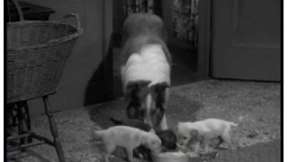 Lassie - Episode #236 - "Apron Strings" - Season 7 Ep. 17 -  01/08/1961