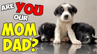 Abandoned Puppies Thought We Were Their Mom & Dad