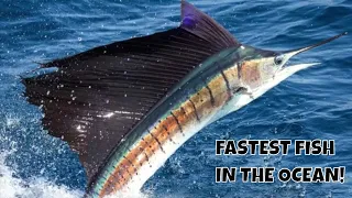 THIS IS THE FASTEST FISH ON THE PLANET!! SAILFISH