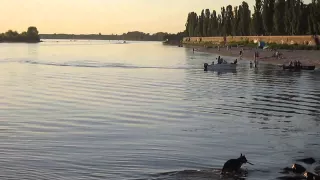 ♥♥ night, the Dnieper river, beach screensaver video skkren Живая картина Кременчуга