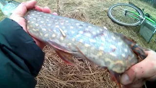Рыбалка одной рыбы.ZEMEX AURORA TROUT SERIES 662UL