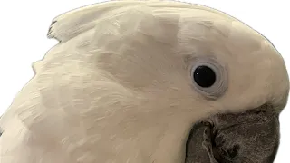 COCKATOOS ARE HEAD BANGERS !!!