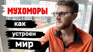 МУХОМОРЫ / Что тебя ждёт после смерти ?