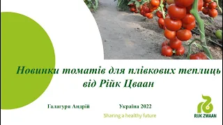 Томати для плівкових теплиць від компанії «Рійк Цваан» - відповіді на запитання