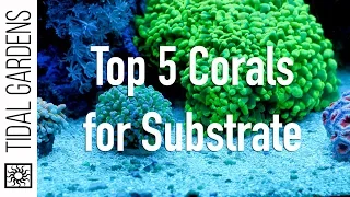 Top 5 Corals for the Substrate