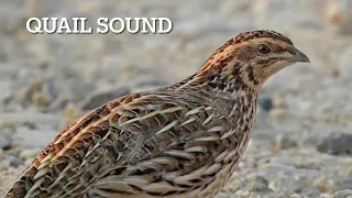 Quail Sound             بٹیر کی آواز