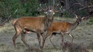 Hubertus op de bronstplek/ At rutting spot Extra lang!