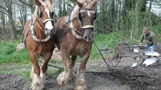 Belgian Draft Horses plow the field to plant potatoes afterwards