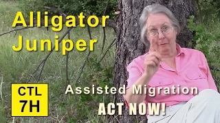 CTL 7H - Assisted Migration ACT NOW! (Alligator Juniper)