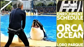 Loro Parque: ENRICHMENT Schedule at Orca Ocean | zoos.media