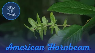 Tree of the Week: American Hornbeam
