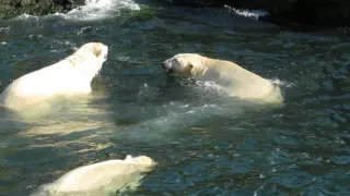 Eisbären spielen im Zoo