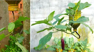 Unique - How To Grow Eggplant Upside Down - Avoid Fungal Diseases