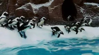Old Dogs: "Penguins Attack"