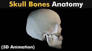 Skull Bones Anatomy | 3D Animation (Urdu/Hindi)