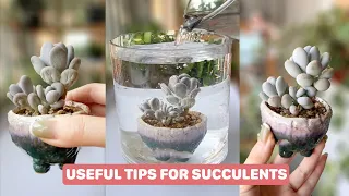 8 Useful Tips For Your Succulents | 8 Mẹo chăm sóc sen đá|  多肉植物| 다육이들 | Suculentas