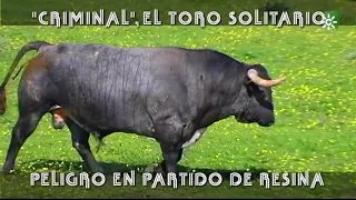 "Criminal", El Toro Solitario