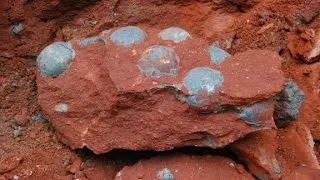 43 fossilized dinosaur eggs found in China