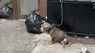 Poor Dog Was Abandoned in a Landfill in 80°C Heat, He Found a Happy Home