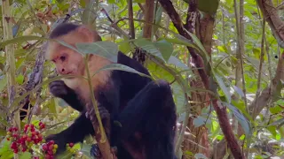 Singes Capuccins du Parc Manuel Antonio au Costa Rica