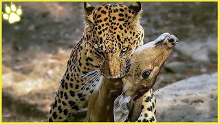 12 Savage Leopards Aggressively Pursuing And Hunting Down