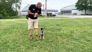 Ares Vom Hamundr at 11 weeks old. Puppy obedience