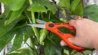 Monstera Rehab. How to properly prune your Monstera deliciosa 🪴