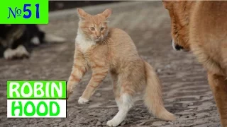 ПРИКОЛЫ 2017 с животными. Смешные Коты, Собаки, Попугаи // Funny Dogs Cats Compilation. Март №51