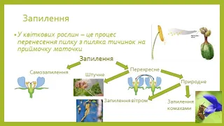 Запилення. Вітрозапильні рослини.