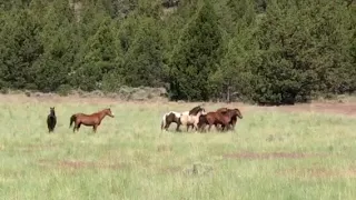 Wild horses being released to summer pasture at skydog sanctuary