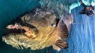 Monster Goliath Grouper 500 LBS with Chew on This by Yuri Grisendi