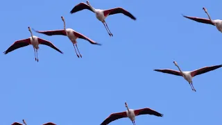 Курс по наблюдение на птици 2023. Птиците на месец май.