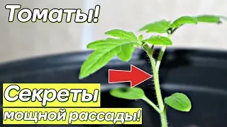 Не сажайте помидоры на рассаду пока не посмотрите это видео! Секреты посева томатов!