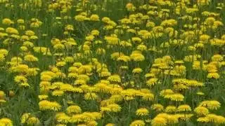 Stock Footage Flowers Dandelions Yellow Video Background HD 1080p / Футаж Одуванчики #1