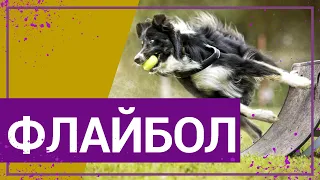 Вот это спорт! ФЛАЙБОЛ