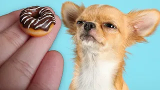 Making Tiny Foods for Tiny Rescue Dogs 🍩🍔🐶 *CUTE Dog Compilation*