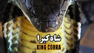 شاه کبرا، بزرگترین مار سمی جهان | King Cobra, The World's Largest Venomous Snake | EN Sub