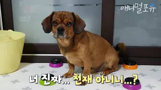 사람이야 개야? 주인이랑 대화하다 말문 터진 천재견 뭉이🐶｜KBS 무한리필 샐러드 200605 방송