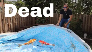 Koi Found Dead why My Color Fish Died!!  (Security footage)