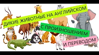 Животные на английском языке с произношением. ч.2. Названия диких животных на английском.