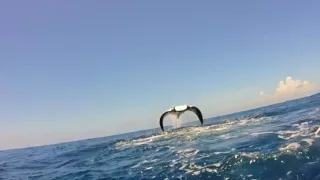 Manta Ray Breaching