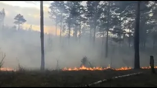 В Иркутской области полицейские задержали подозреваемого в поджоге сухой травы в лесу