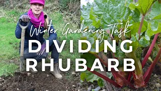 Dividing Rhubarb: A Winter Gardening Job for Healthier Plants