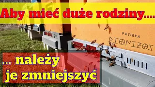 Zawężanie gniazd - pierwsze prace na pasiece - jak pobudzać pszczoły do rozwoju