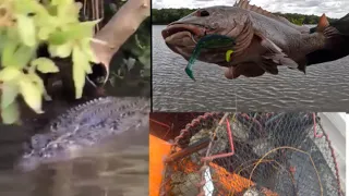 Monster Mud Crabs | Mangrove jack flicking frogs | CATCH COOK IN FIRE | Newyears with fam