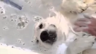 Собака кайфует в ванной