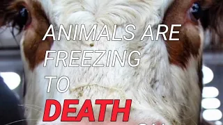 ANIMALS ARE FREEZING TO DEATH ON LIVE TRANSPORT TRUCKS!